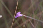 Jackson false foxglove